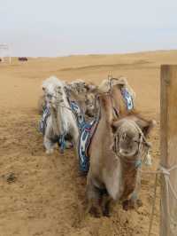 Would you rather ride a Horse or a Camel?