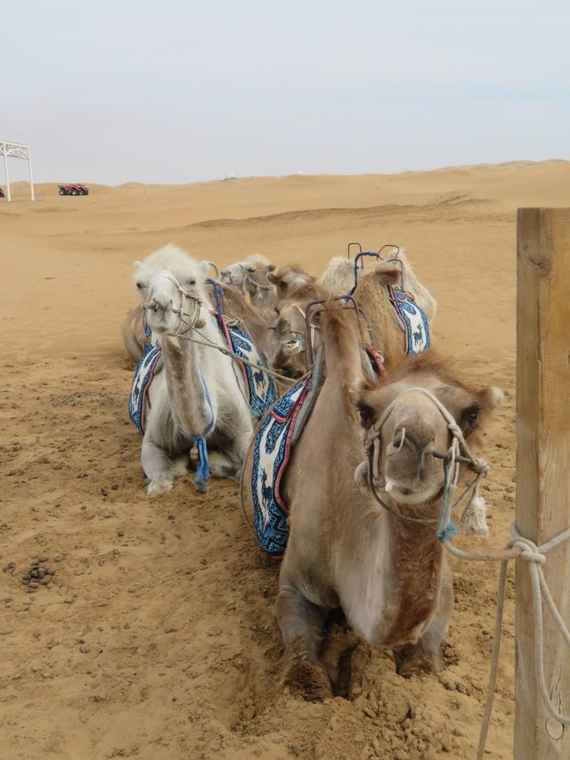 Would you rather ride a Horse or a Camel?