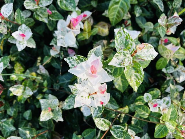 The beautiful flowers at Shilihetan, Huaxi 