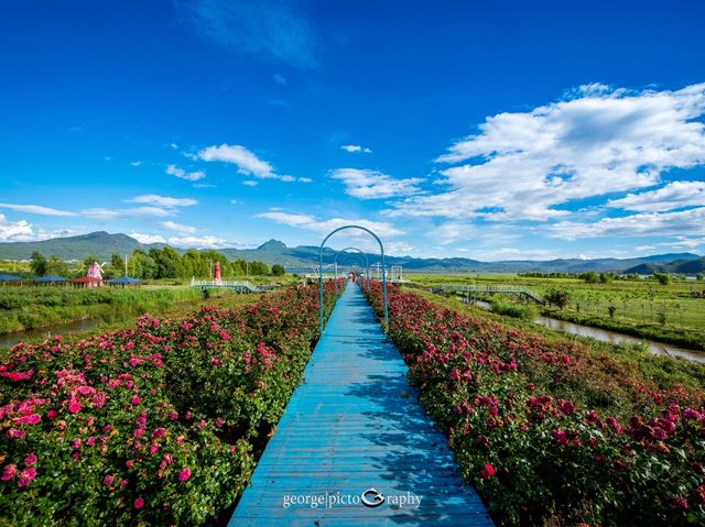 Lashihai Flower Garden@Lijiang, Yunnan