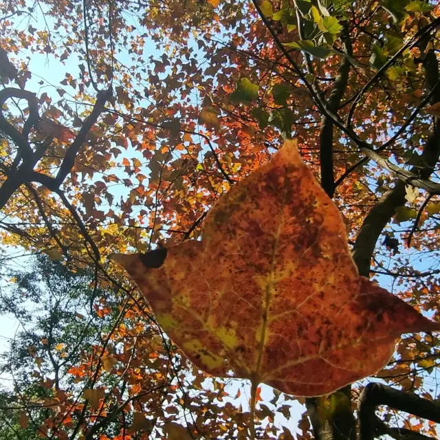 Late fall in GZ - Iets catch red maples 