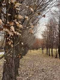 Kazakhstan's apple capital - Almaty