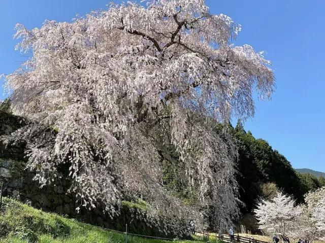 Nara, Uda City 🌸 Yobee Sakura