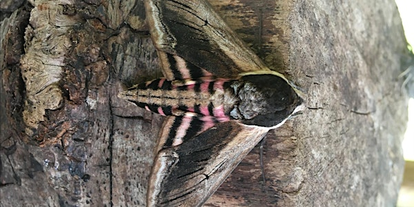 Blashford Lakes: Magical Moths Morning | Blashford Lakes Nature Reserve
