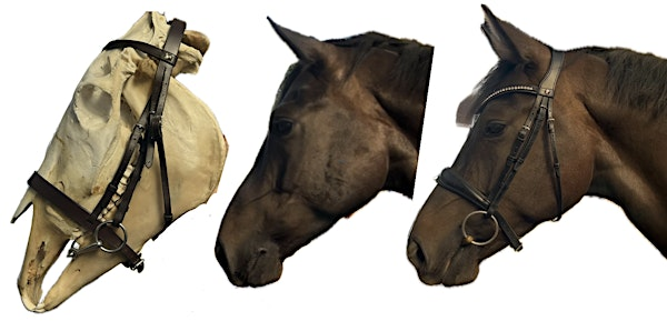 Practical and Anatomical Considerations to Bridle and Bit Fit | Centaur Biomechanics