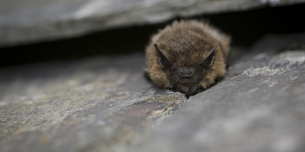 Wild Walk - Bats! Bat Week! Bat Walk! | Holwell Reserves