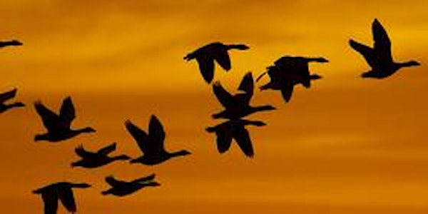 Workshop: Winter bird photography (ELC 2806) | Lackford Lakes Nature Reserve