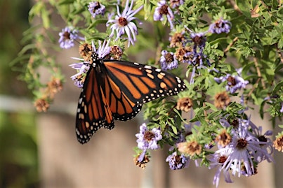 Photo Walk at Clark Gardens in Weatherford | Clark Gardens