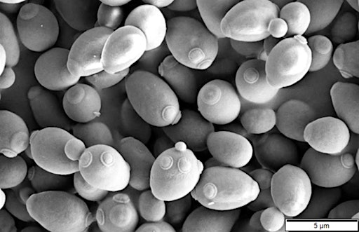 Saturday DNA! Passaic - The Power of Plants & Yeast! | Passaic County Technical Institute, John Currie Biotech Innovation Center