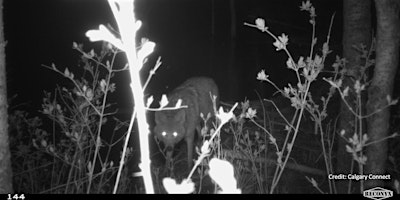 Walking Tour: Coexisting with Urban Coyotes | Visitor Centre - Fish Creek Provincial Park