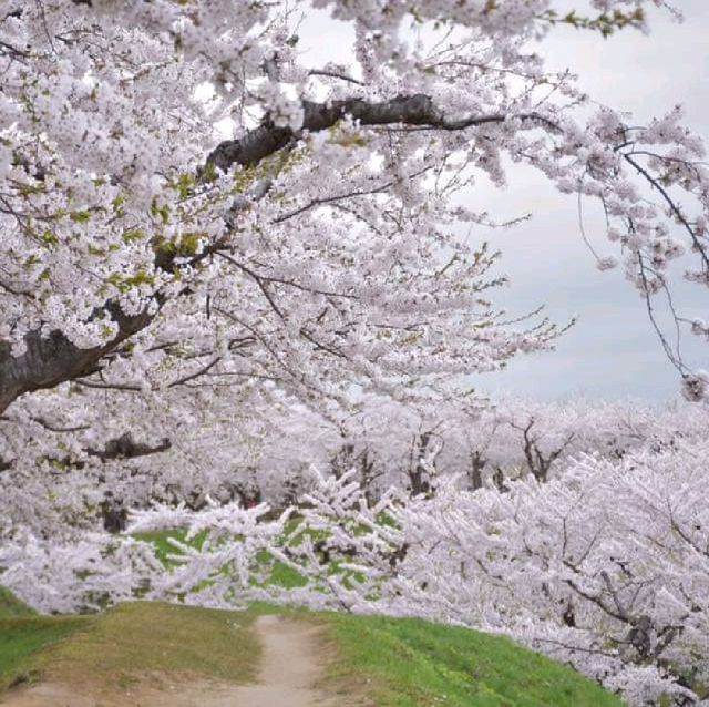 五陵郭公園五星芒櫻花道