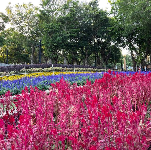 花海@大埔海濱公園