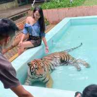 🐯Tiger Kingdom Phuket,Thailand 🇹🇭