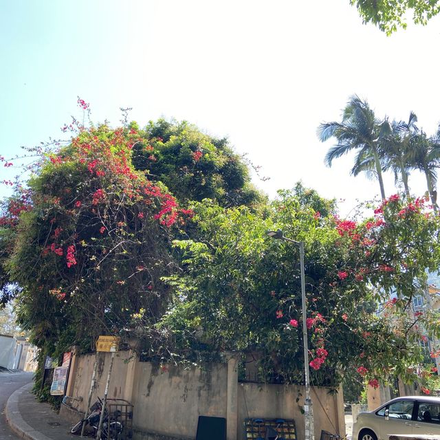 綠草如茵的花園 📍屯門