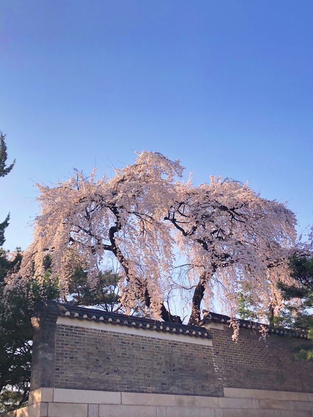 고즈넉한 창덕궁과 어우러진 꽃 🌸