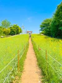 예쁜꽃들이 만개한 올림픽공원 들꽃마루🌼