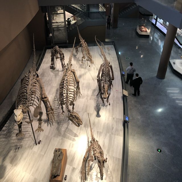 One of the nicest natural history museum