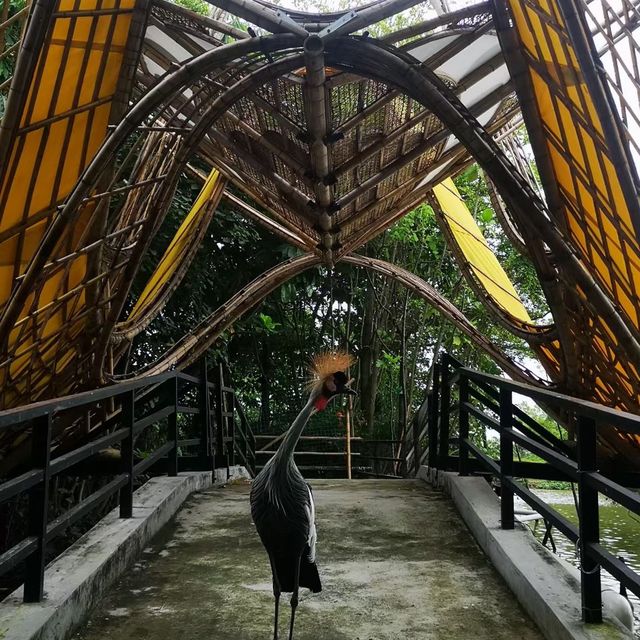 湾区美景～南沙水鸟世界生态园