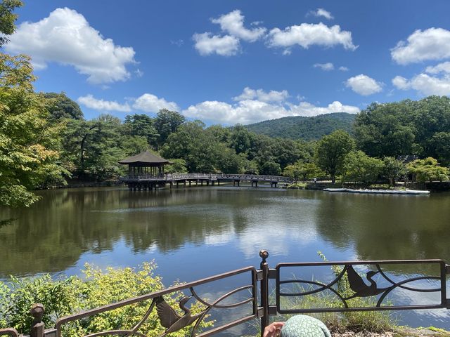 奈良公園の鹿たち🦌