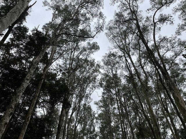 荃灣秘景 - 城門水塘 荃灣秘景 - 城門水塘