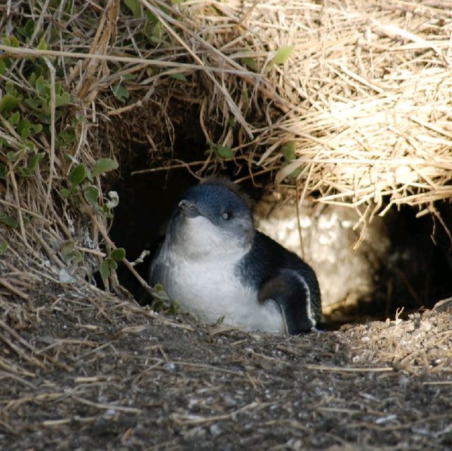 A JOURNEY TO NOBBIES CENTRE, PHILIP ISLAND