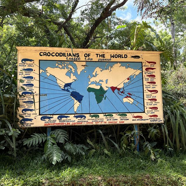 Fun with real crocodiles @ crocodile bank 