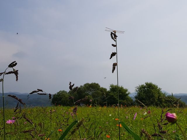 임진각 🤎 가을 피크닉 즐겨요