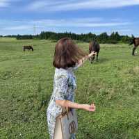 제주도 말을 바로 앞에서?! 성이시돌 목장🐎🌴