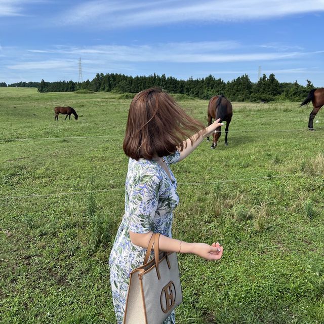 제주도 말을 바로 앞에서?! 성이시돌 목장🐎🌴