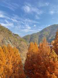 붉게 물든 메타세콰이어 나무가 쭉 뻗어있는 장태산자연휴양림 🍁