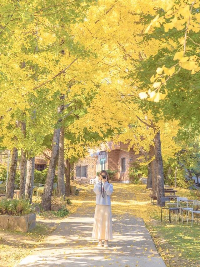 은행나무와 감나무가 있는 카페💛