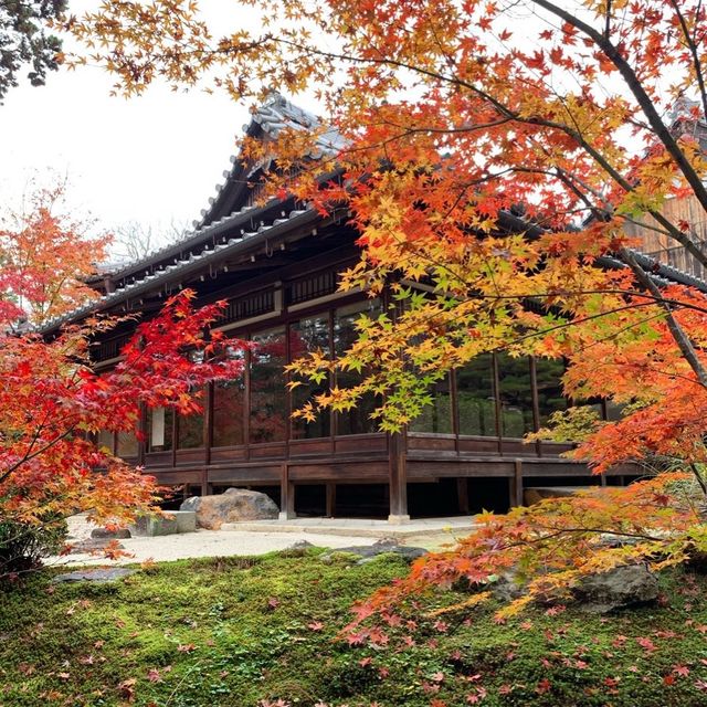 京都紅葉2022  天授庵の素晴らしいすぎる紅葉