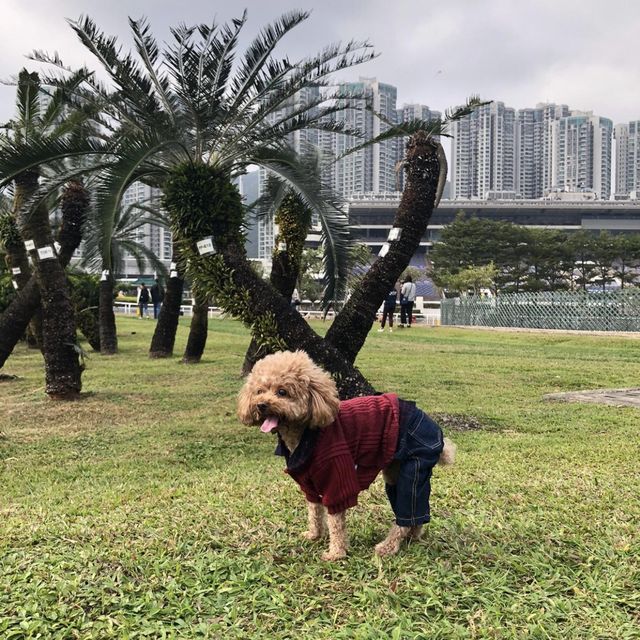 香港探險日記 之 大埔海濱公園