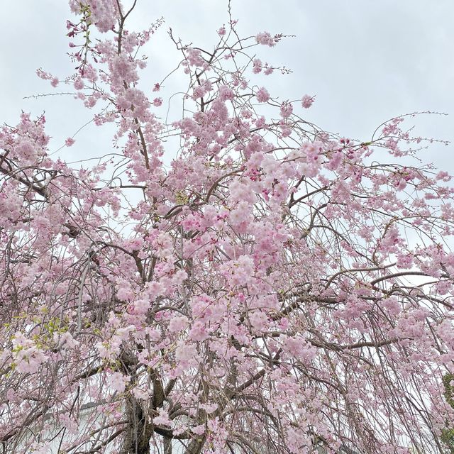 桜映える🌸春の奈良公園と若草山を楽しもう！