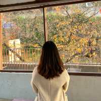 [🇰🇷, 대구] 앞산 핫플 뷰맛집 카페, 아눅앞산 🍂
