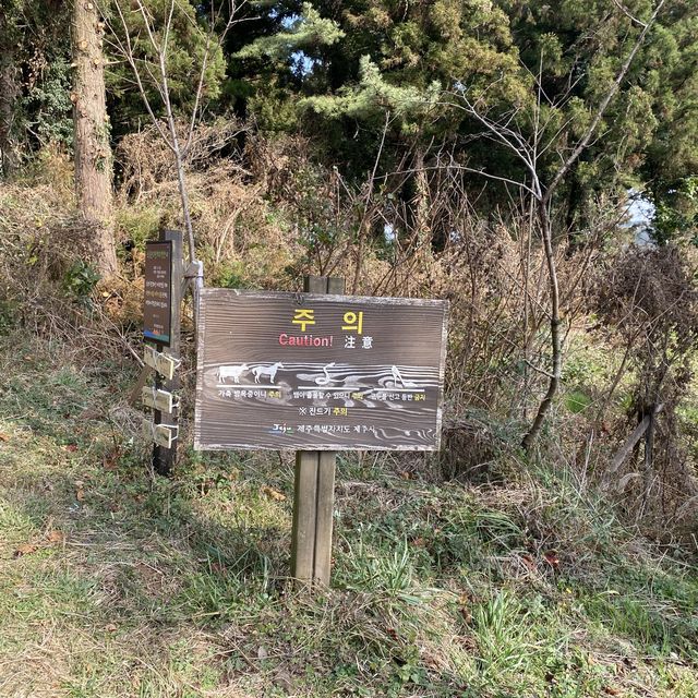제주ㅣ반려동반 가능한 제주도 오름 추천, 금오름🏔
