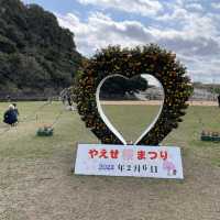 日本一早い桜祭り【やえせ桜まつり】