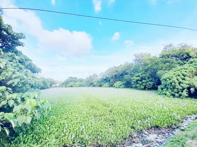 梧桐河鳳眼藍