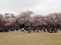 東京賞櫻勝地🌸🌸➡️新宿御苑