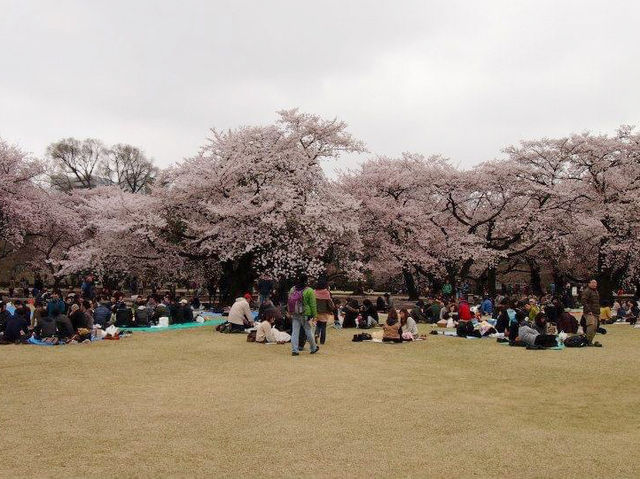 東京賞櫻勝地🌸🌸➡️新宿御苑
