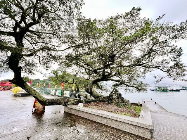 高棚頂