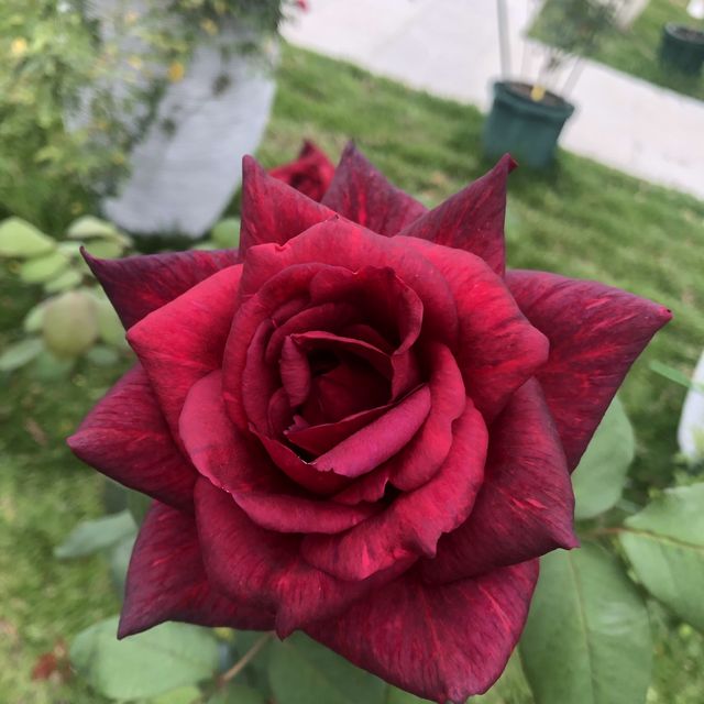 臺北玫瑰園/花博旁/圓山站