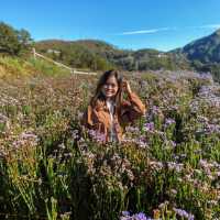 Flower Farm Up North - Atok, Benguet