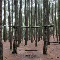 The Tall Pine Tree Forest In Yogyakarta