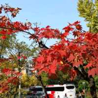 Stunning Campus! EWHA Womans University