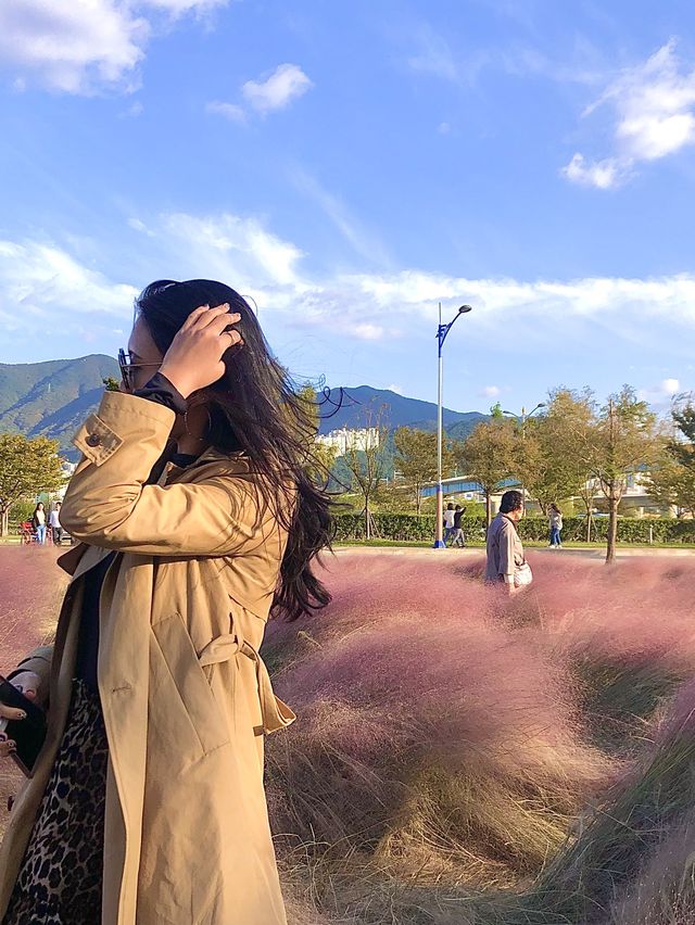 [부산]가을이 오면 핑크색으로 물드는 부산 삼락공원💜