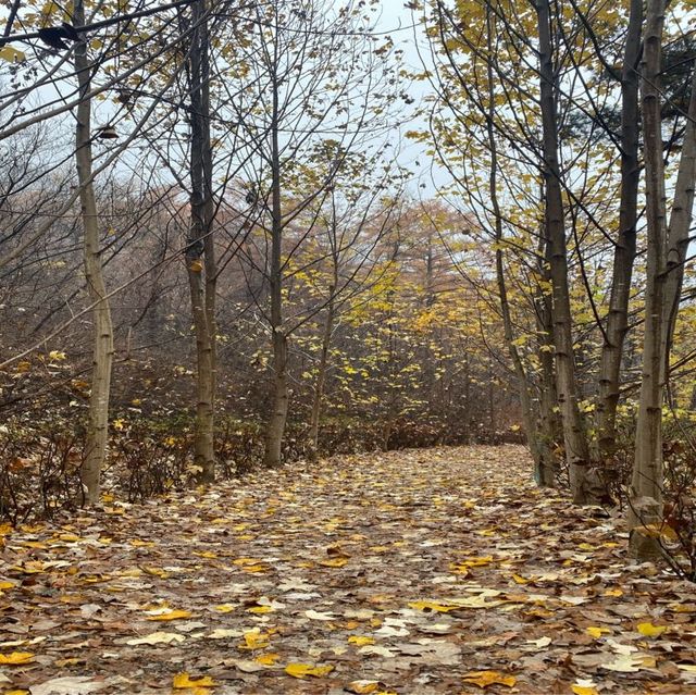BTS 숲🌲