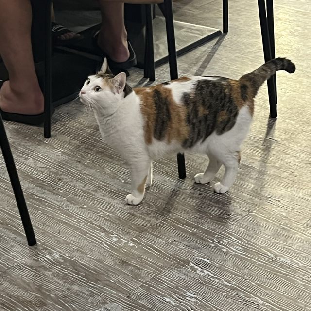貓之谷！貓星人甜蜜時光！地球其實有好多愛心爆棚嘅貓奴！🐱喵