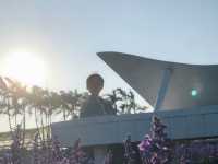 臺中后里 市郊人氣後花園 中社觀光花市花海