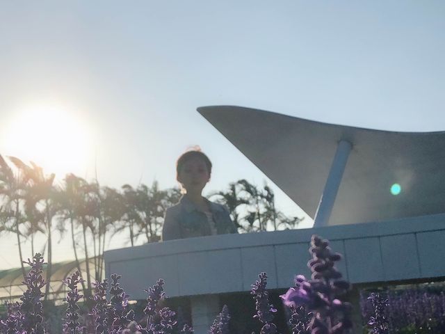 臺中后里 市郊人氣後花園 中社觀光花市花海